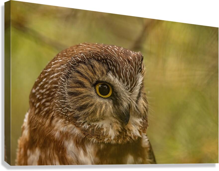 Saw Whet Owl 3 Canvas Print