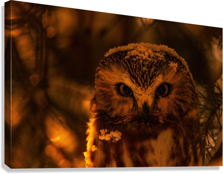 Saw Whet Owl 4 Canvas Print
