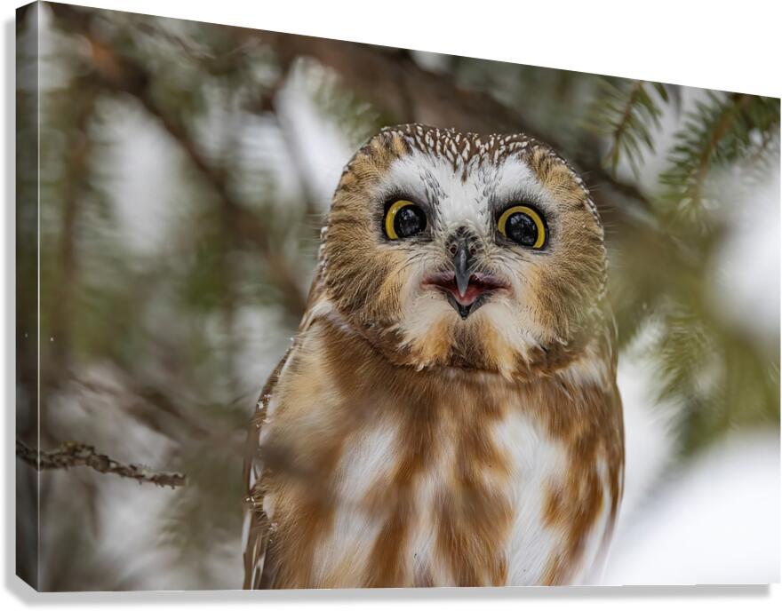 Saw Whet Owl 5 Canvas Print