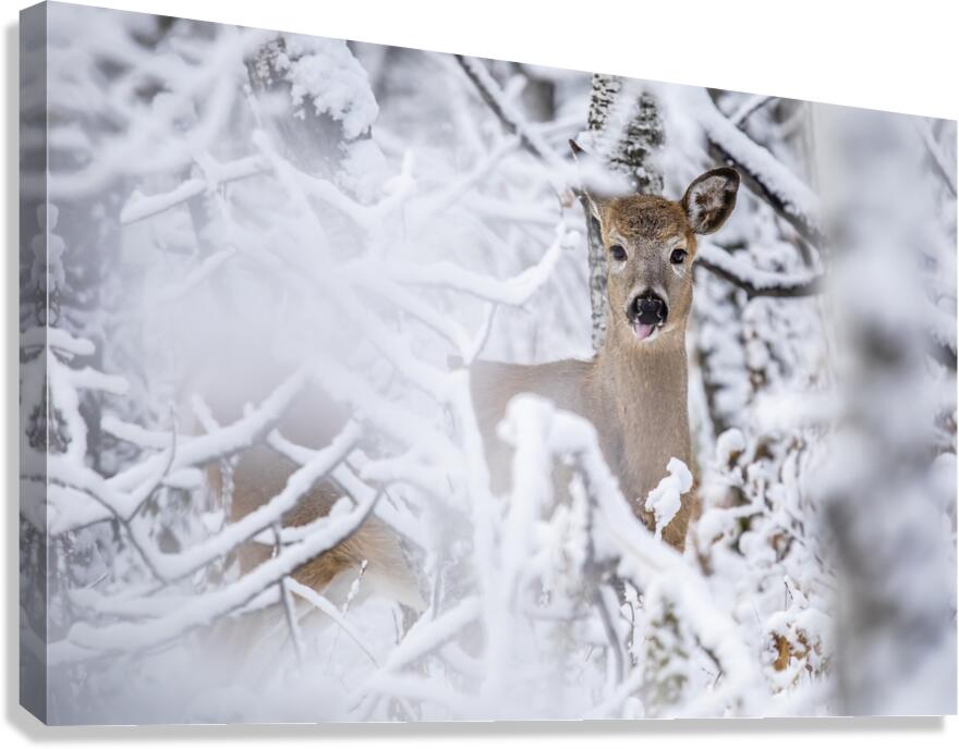 Deer Winter Wonder Canvas Print
