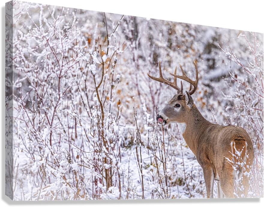Buck Winter Day Canvas Print