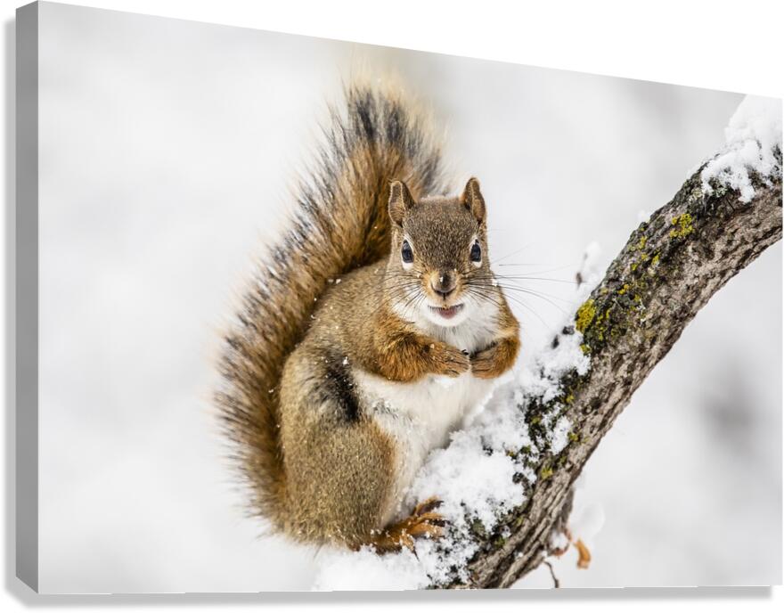 Red Squarel 2 Canvas Print