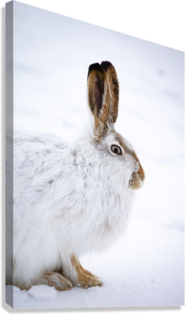 Jack Rabbit Canvas Print