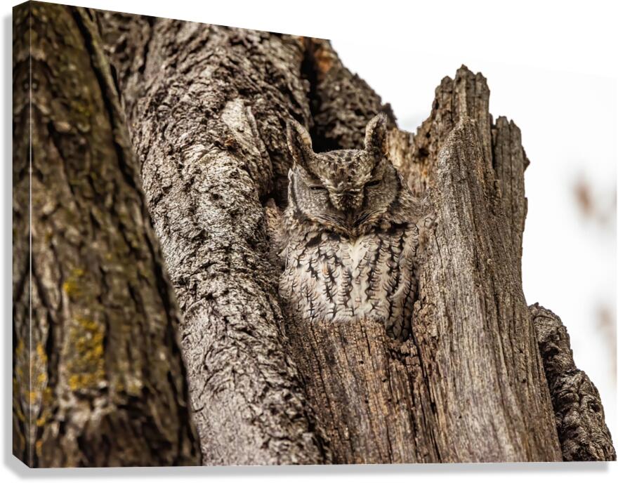 Screech Owl 4 Canvas Print