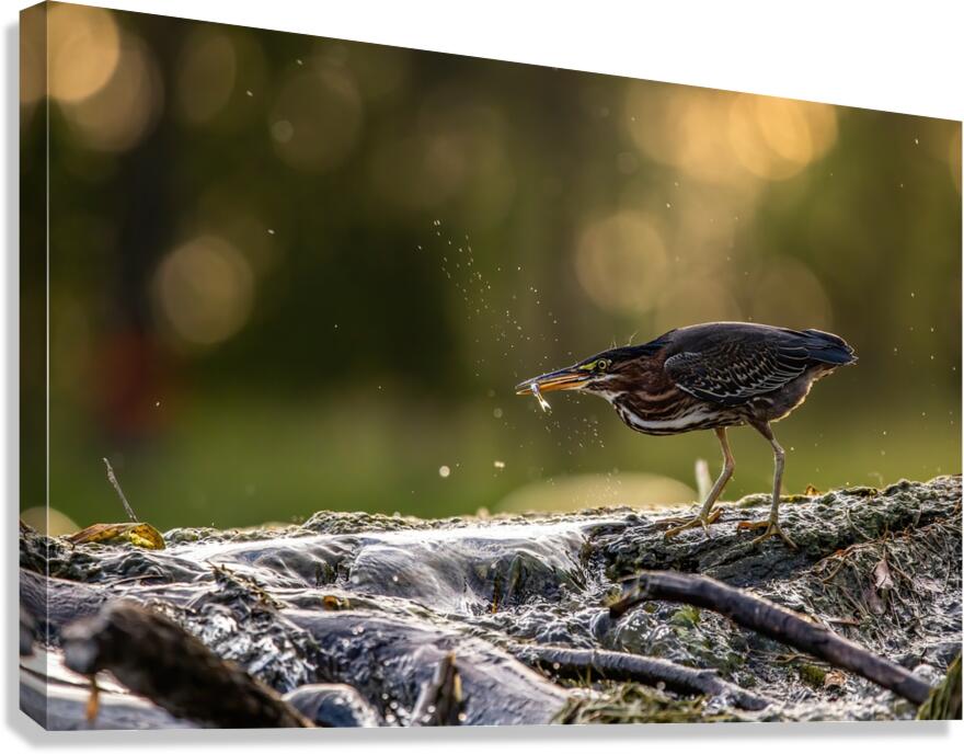 Green Heron Sunset Canvas Print