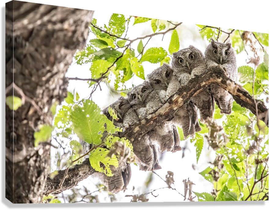 Screech 12 Eyes Canvas Print