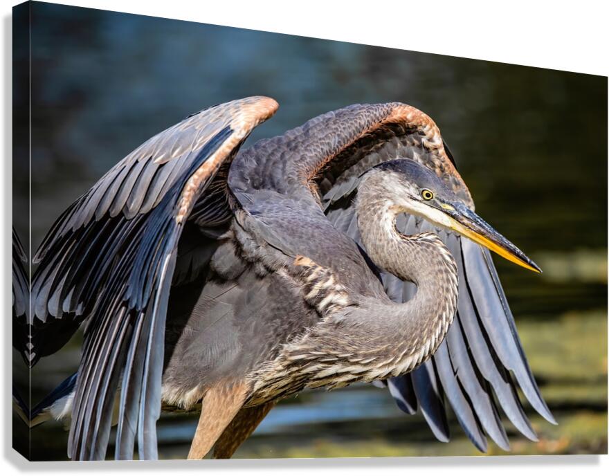 Blue Heron 2 Canvas Print