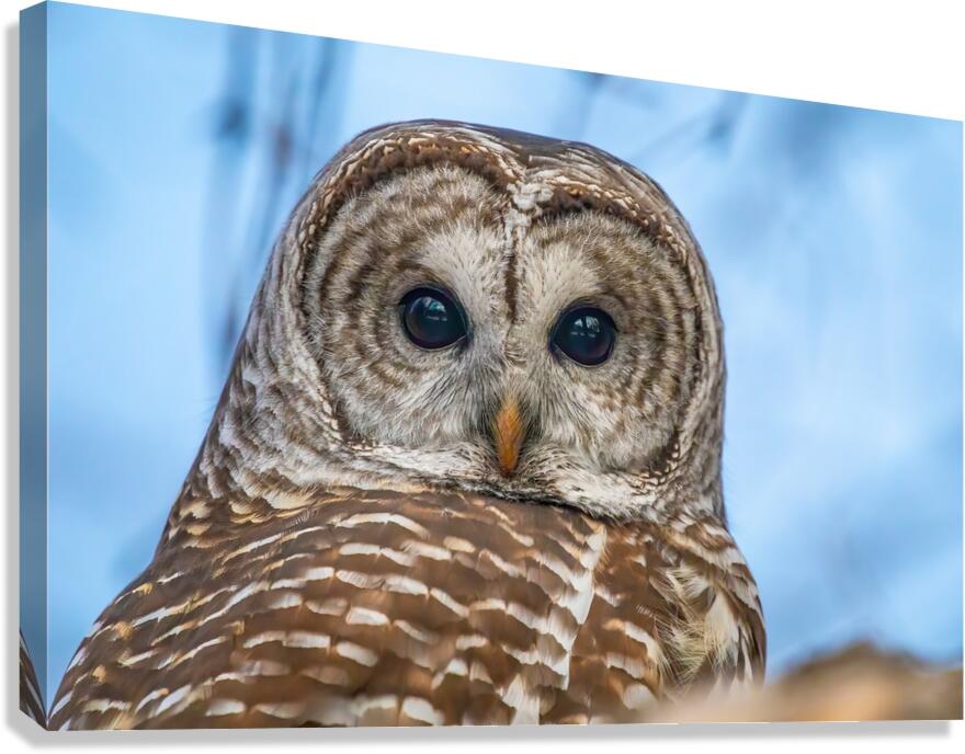 Barred Owl 3 Canvas Print