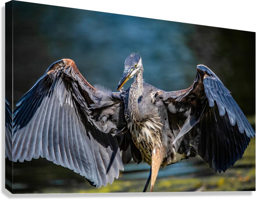 Blue Heron 2 Canvas Print