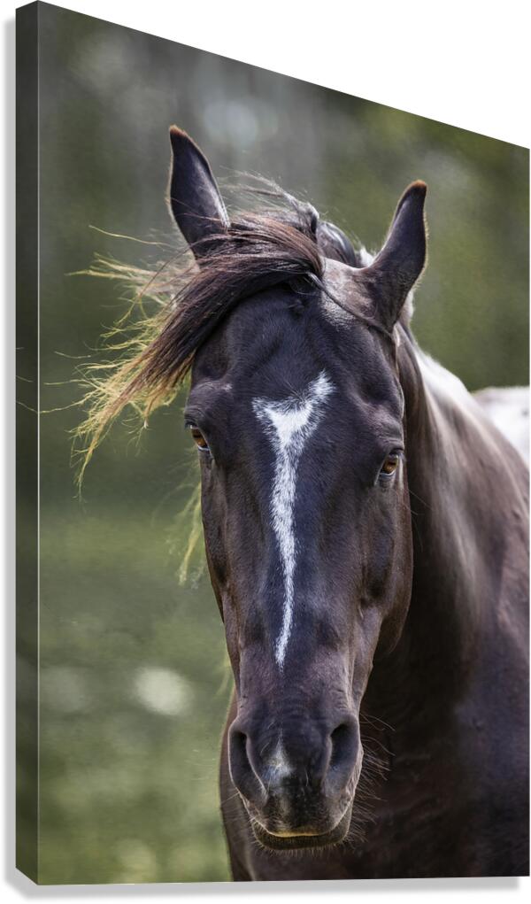 Horse Portrait Canvas Print
