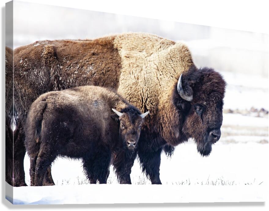 Bison Mom and Cub Canvas Print