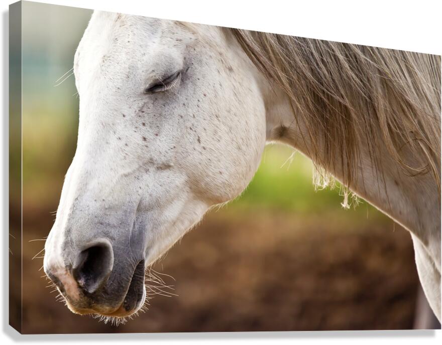 Horse Portrait 2 Canvas Print