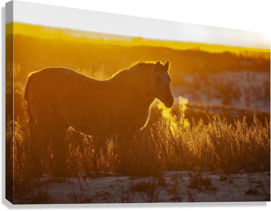 Horse Sunset Canvas Print