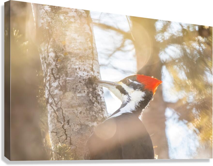Pileated Woodpecker Canvas Print