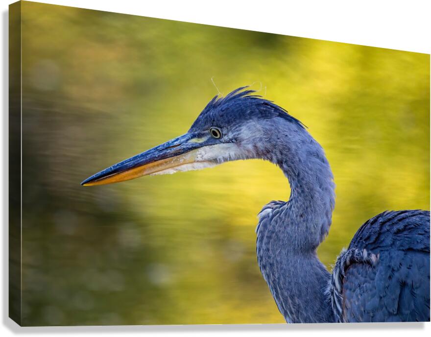 Blue Heron 4 Canvas Print