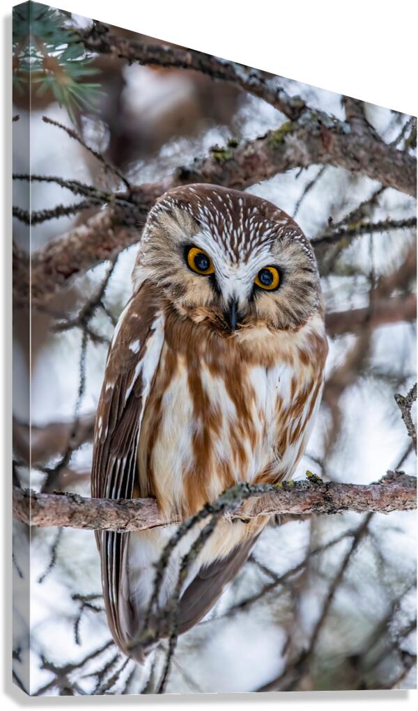 Saw Whet Owl 6 Canvas Print