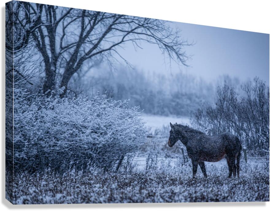 Horse Farm Canvas Print