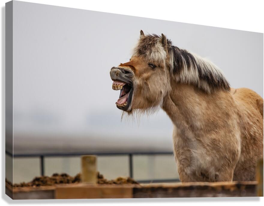Horse Smile Canvas Print