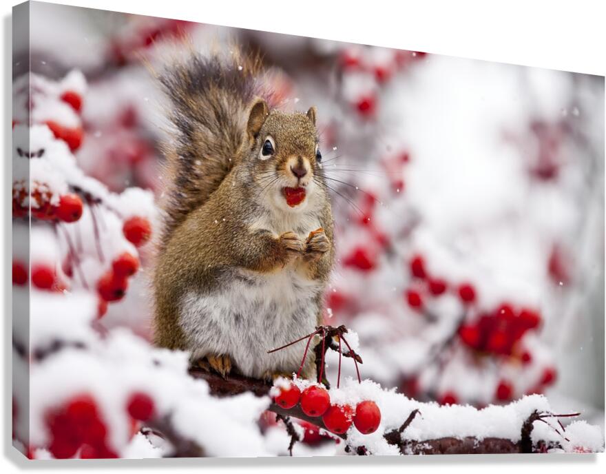 Red Squarel 3 Canvas Print