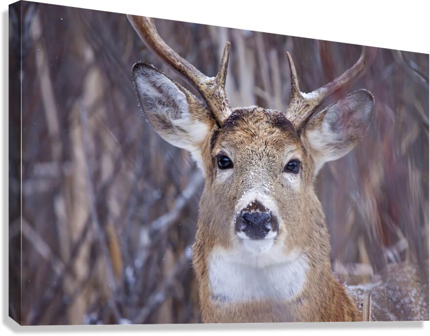 Buck Portrait 3 Canvas Print