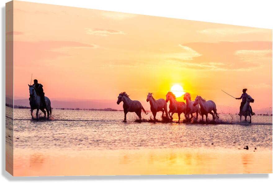 Camargue Horses Sunset Canvas Print