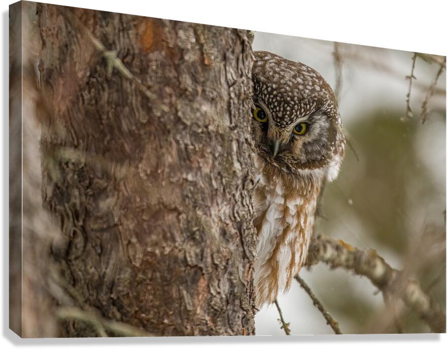 Boreal Owl Picaboo Canvas Print