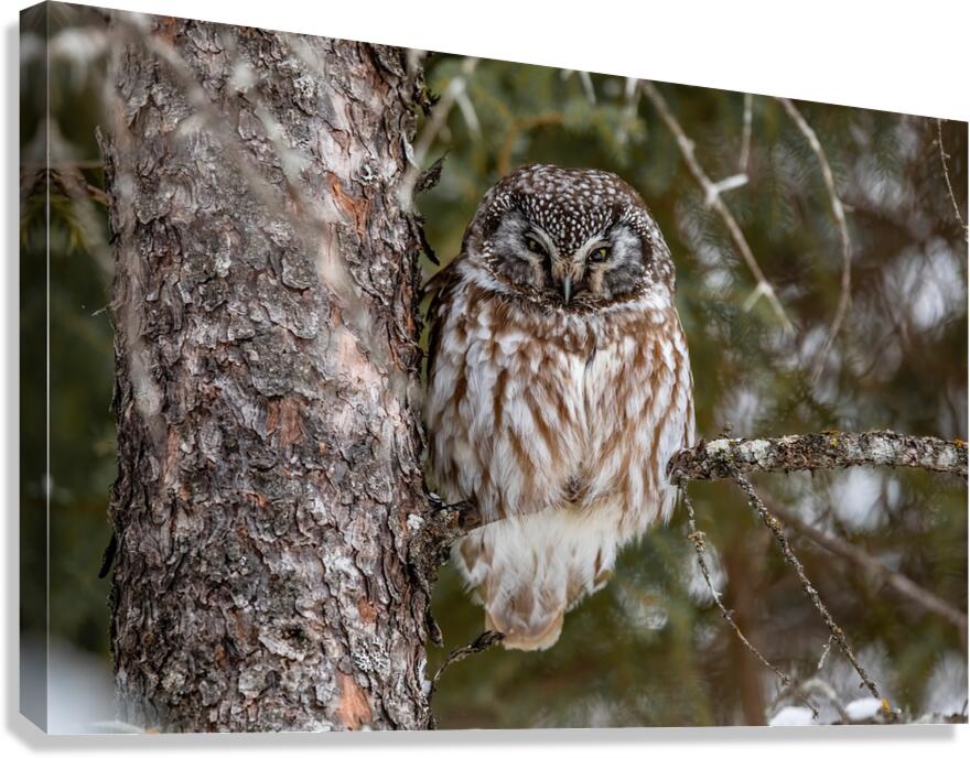 Boreal Owl 2 Canvas Print