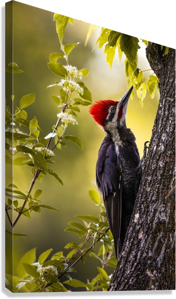 Pileated Woodpecker 2 Canvas Print