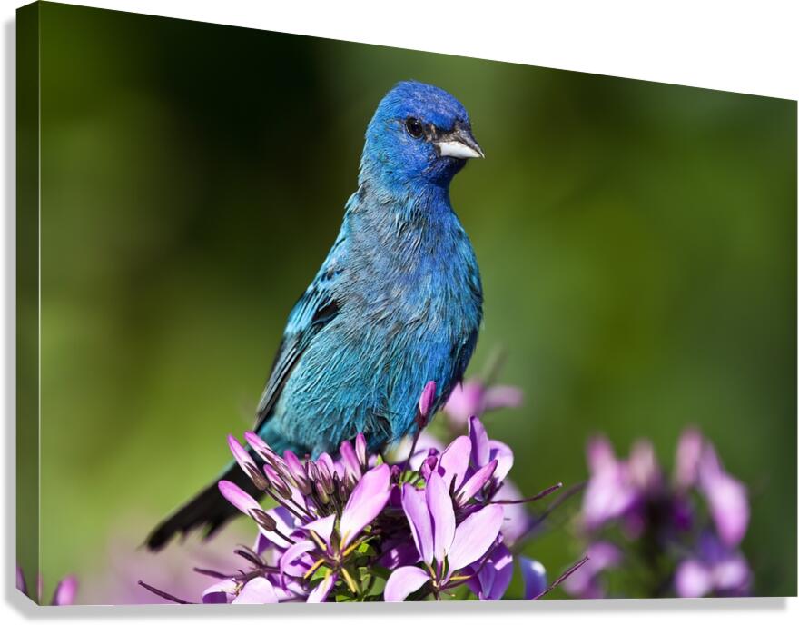 Indigo 2 Canvas Print