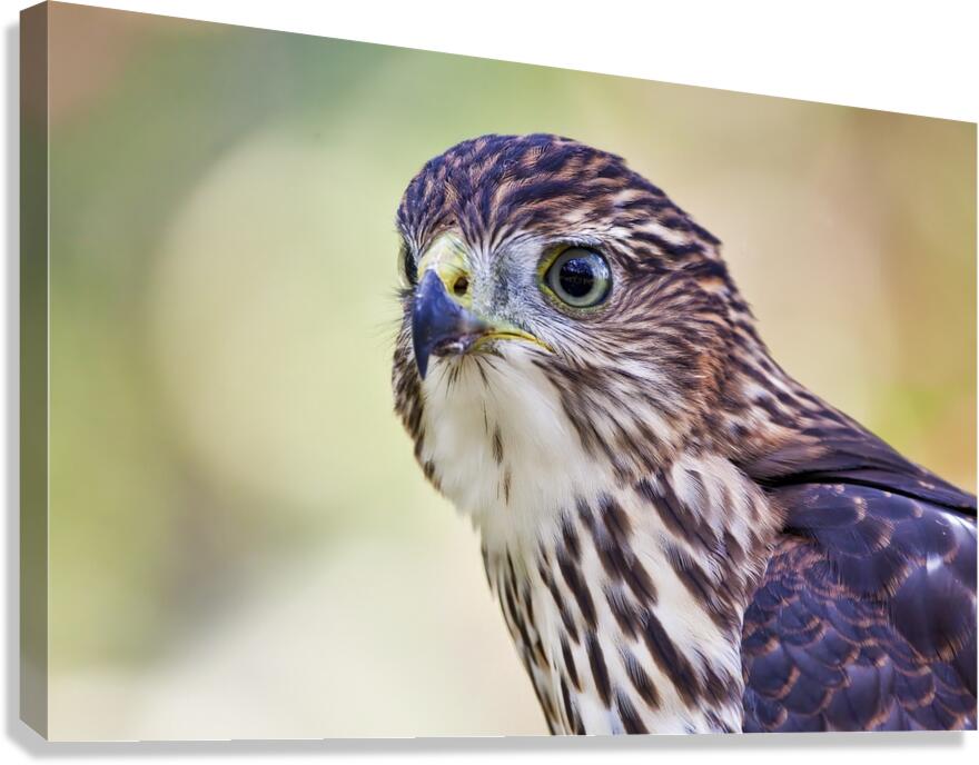 Coopers Hawk Canvas Print