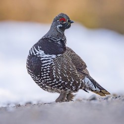 Spruce Grouse