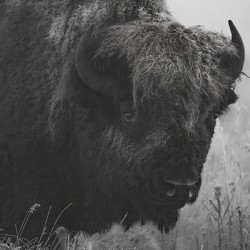 Bison BW