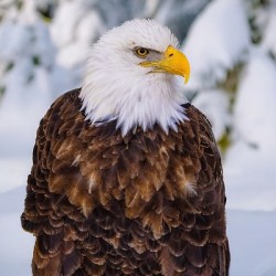 Bald Eagle Winter