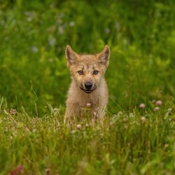 Wolf Pup