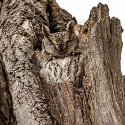 Screech Owl 4