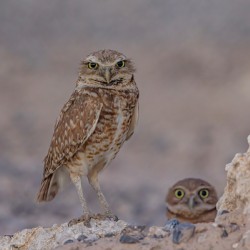 Burrowing Owl