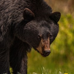 Black Bear