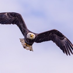 Bald Eagle 3
