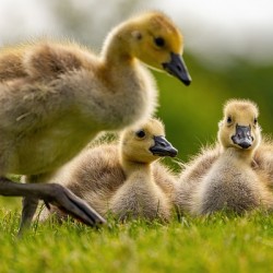 Goslings