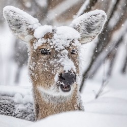 Funny Deer