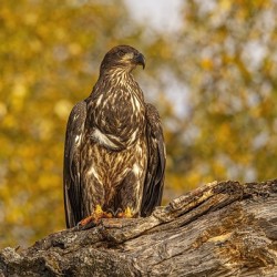 Bald Eagle Fall Time