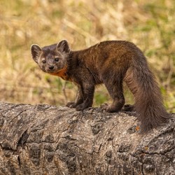 Pine Marten 2