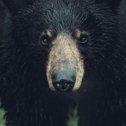 Wild Bear Futuristic