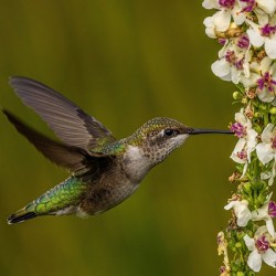 Hummingbird