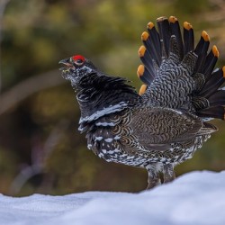 Spruce Grouse 2