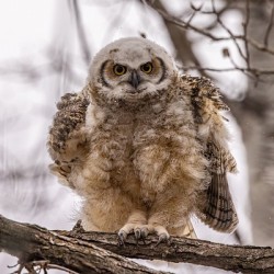 GHOwlet 2