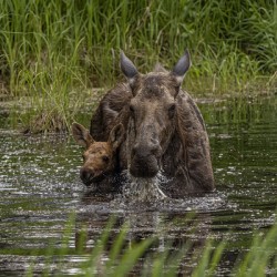 Moose Calf and Mom