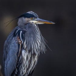 Blue Heron