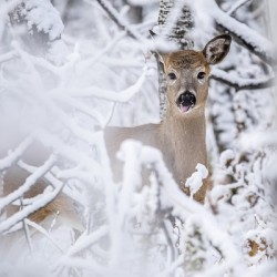 Deer Winter Wonder