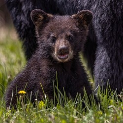 Black Bear Cub 4